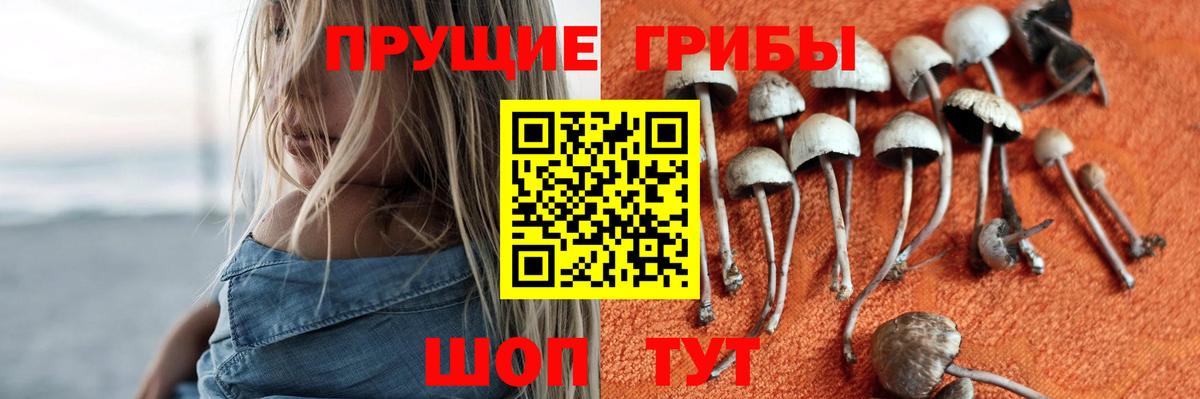 Петровск  Галлюциногенные грибы Psilocybine cubensis  Вход с VPN 